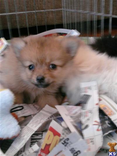 Puppies in NJ